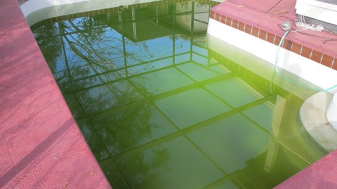 bassin eau verte